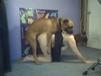 Brown dog fucking a teen beastiality lover
